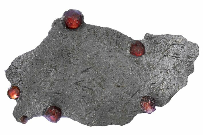 Plate of Six Red Embers Garnets in Graphite - Massachusetts #301076